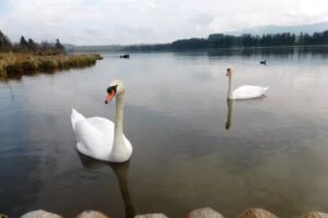Müllers-4*-Ferienhaus mit Sauna, im Feriendorf Hochbergle, in Lechbruck am See