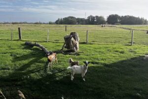 Nordseehof Peters – Urlaub auf dem Bauernhof