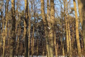 ÖKO-HUS Planungs- und Entwicklungsgesellschaft