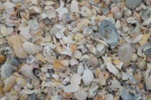 Ostseefreizeit Koserow „Strandgut“