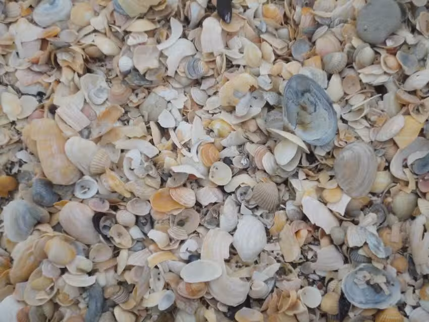 Ostseefreizeit Koserow „Strandgut“