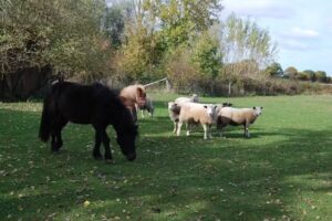 Ostseeurlaub FerienBauernhof Becker