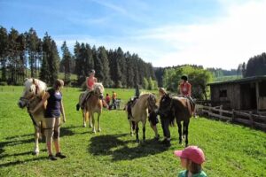 Pferdehof homeundpferde