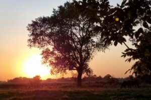 Pferdezucht Dittmer-Ferienhaus