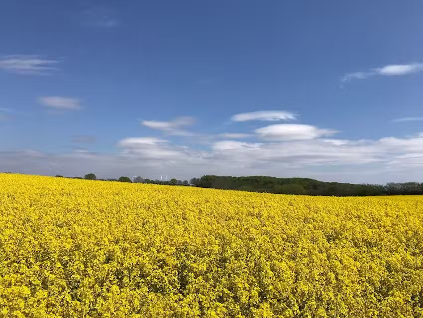 Pöschmann Immobilien
