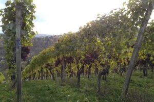 Projekta Grundstücks- und Anlagenvermittlungs GmbH