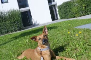 RIWA Immobilien (UG)