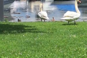 Schwabenbauer Immobilien GmbH & Co. KG