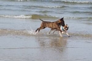 Strand 18 – Zimmervermittlung auf der Insel Usedom