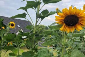 Terrassien Ferienhaus, Hessen