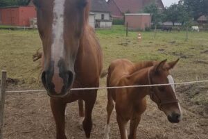 Tier-Ferienhof Silas