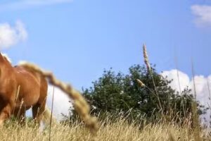 TM-IMMO Thomas Meyer