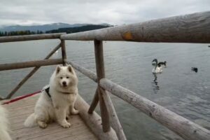 Urlaub mit Hund im Allgäu – Ferienhaus Aimy-