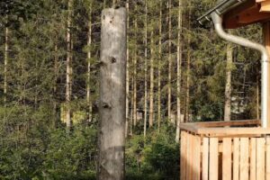 Wald ist Zukunft [Baumhaus Bernbeuren]