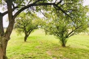 Wanderwitz Immobilien