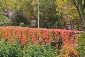 Wohnstätten Wanne-Eickel eG